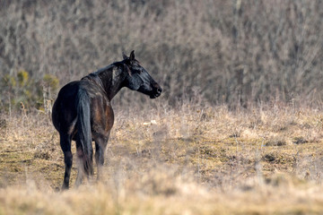 Horse in natural environment