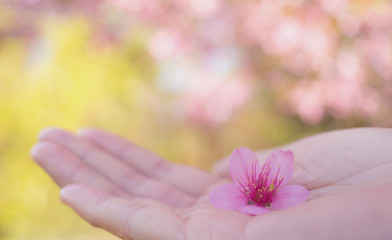 Obraz na płótnie Canvas Close up image of single pink Wild Himalayan Cherry flower (Sakura of Thailand) on woman hand with blurred bokeh background, Copy Space