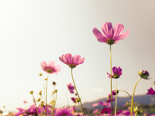 Pink cosmos (bipinnatus) flowers against the bright blue sky. Cosmos is also known as Cosmos sulphureus, Selective Focus, Retro Color Tone