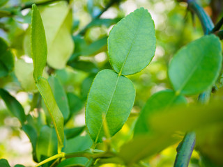 Fototapeta na wymiar Bergamot leaves on tree branch