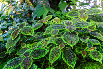 Sch&ouml;ne Bl&auml;tter