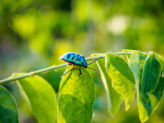 Jewel Bug in the nature