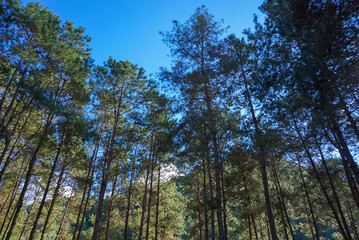 Pine forest with blue sky