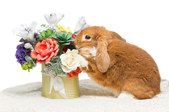 Beautiful domestic rabbit