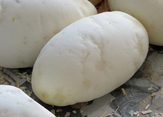 Healthy batch of python eggs
