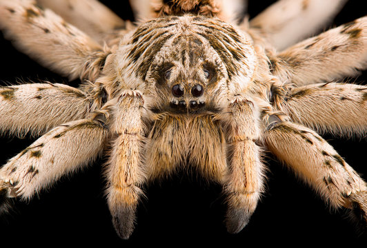 Wolf Spider Lycosa singoriensis male on black background, front view of spider.