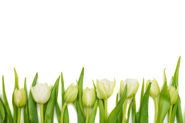 Floral border of fresh white tulips