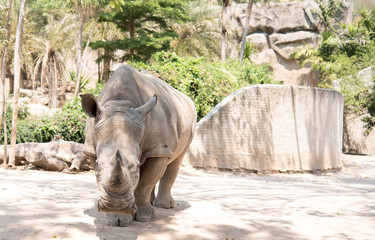 Naklejka premium rhinoceros