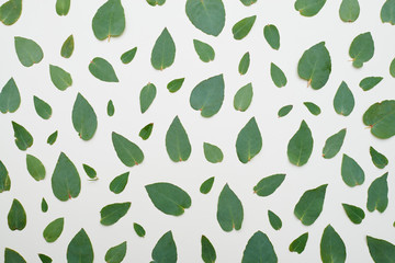Green leaves arrangement over flat lay