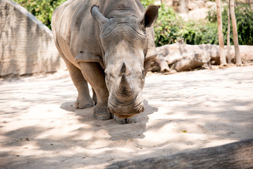 Obraz premium rhinoceros