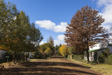 Autumn trees in Rhodes