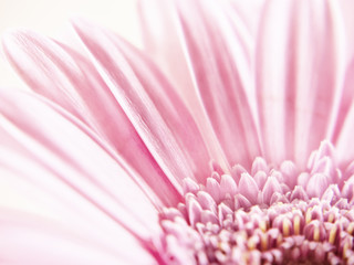gerbera close-up, macro (32)