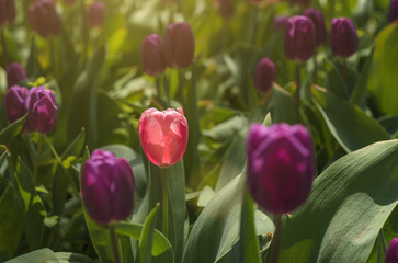 Flowerbed of sunlit tulips