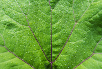 Macro photo of a green leaf with raindrops