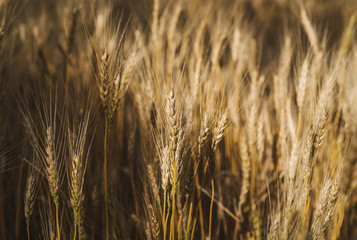 Obraz premium Sunny wheat field at sunset
