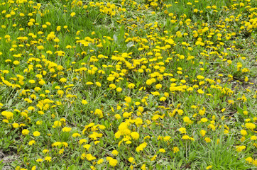 Fototapeta premium dandelion field background
