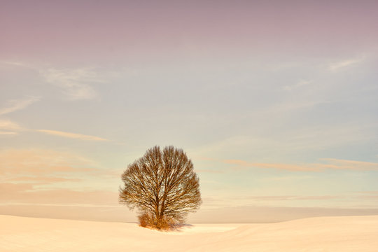 lonely tree (375) in winter season