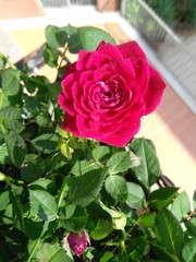 Rosa