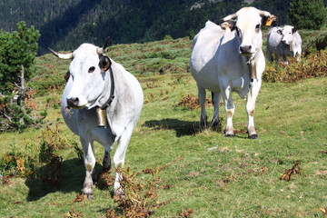 Obraz premium Vache gasconne dans les Pyrénées, France