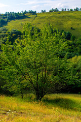 Photo of a beautiful tree and green grass