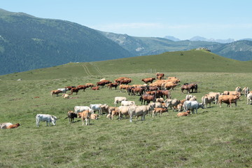 Troupeau de vaches dans les Pyrénées