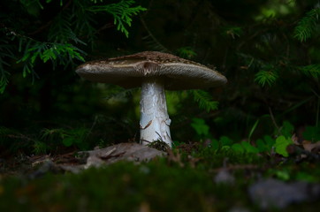mushroom