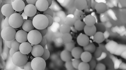 Photo of a branch of green vine grapes black and white