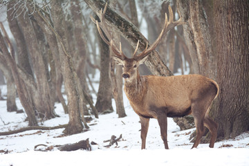 Naklejka na ściany i meble Red deer in winter
