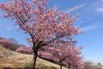 Naklejka premium 河津桜