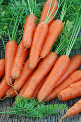 Fresh carrots bunch with leaves