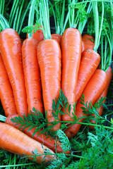 Fresh carrots bunch with green leaves