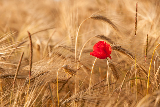 coquelicot blé