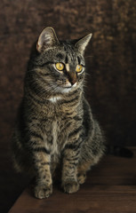Obraz premium Striped cat with yellow eyes