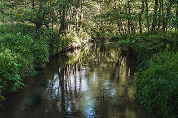 River in belarussian forest