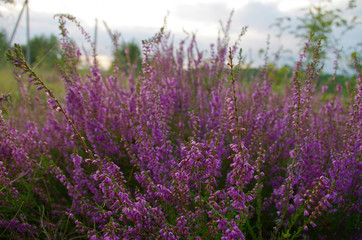 Heather on the field at sunset
