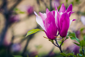 Beautiful pink Magnolia flower blooming in springtime in sunlight. 