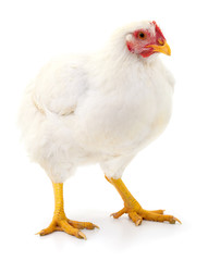 White hen isolated.