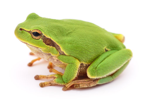 Green frog isolated.