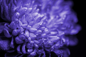Water drop on blue petals. Macro shot with shallow depth of field.