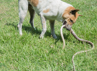 dog fighting with  snakes