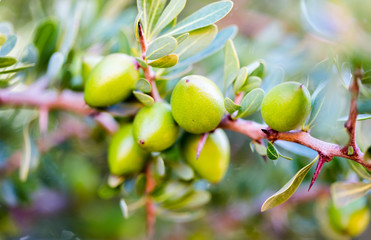 Argan nuts (Sapotaceae, Argania spinosa) growng on green tree branch