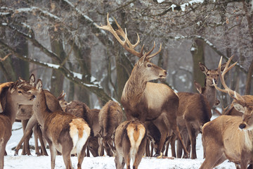 Red deer portrait on snow and forest in winter time