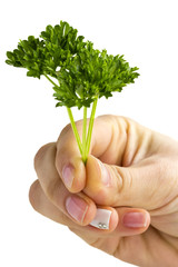 Woman hand holding curly parsley isolated on white