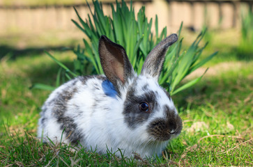 Baby white rabbit on green grass in spring day.