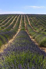 Fototapeta premium Bello paisaje de los campos de lavanda en floracion