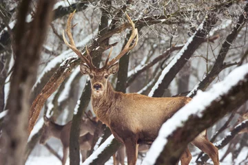 Photo sur Plexiglas Cerf Portrait de cerf rouge sur la neige et la forêt en hiver
