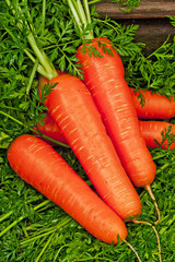 Fresh carrots with leaves