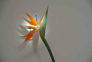 Obraz premium Strelitzie Papageienblume