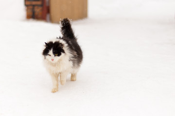 disheveled cat in the snow