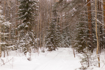 winter forest